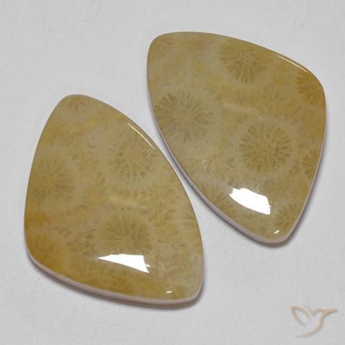 23.43 ct natürliche Mehrfarbig Korallen-Fossil-Edelsteine, Fantasie, Lichtundurchlässig