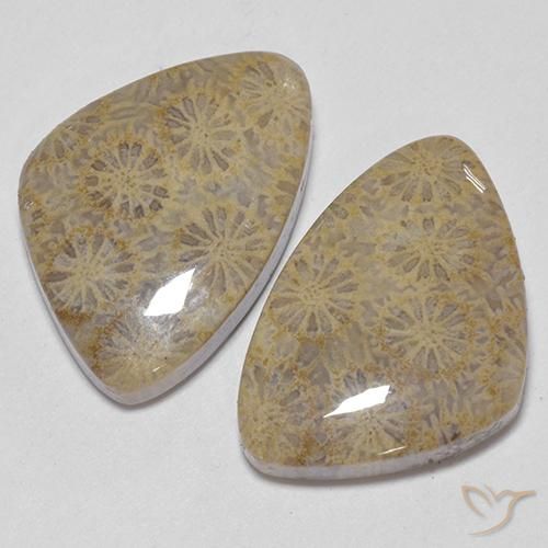25.49 ct natürliche Mehrfarbig Korallen-Fossil-Edelsteine, Fantasie, Lichtundurchlässig