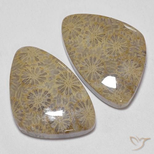 25.49 ct natürliche Mehrfarbig Korallen-Fossil-Edelsteine, Fantasie, Lichtundurchlässig