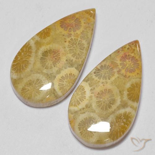 15.93 ct natürliche Mehrfarbig Korallen-Fossil-Edelsteine, Birnenform, Lichtundurchlässig