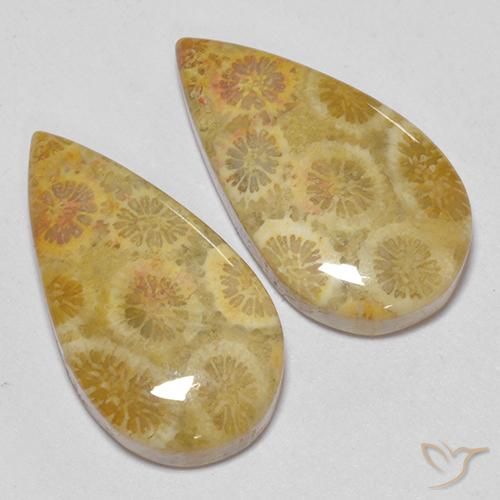 15.93 ct natürliche Mehrfarbig Korallen-Fossil-Edelsteine, Birnenform, Lichtundurchlässig