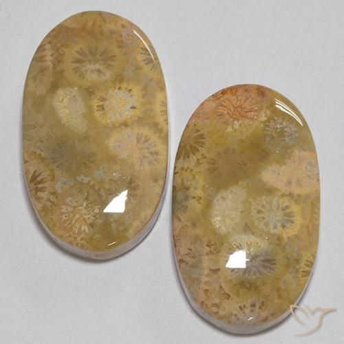 24.74ctw Natürlicher Mehrfarbig Korallen-Fossil, Oval, Lichtundurchlässig