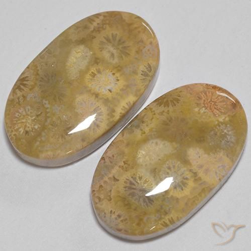 24.74 ct natürliche Mehrfarbig Korallen-Fossil-Edelsteine, Oval, Lichtundurchlässig