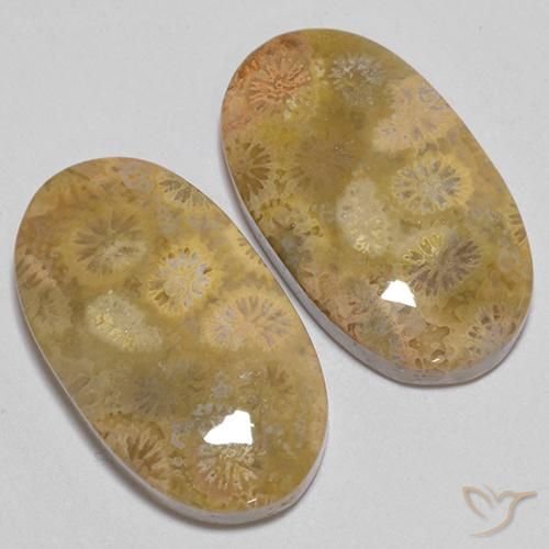 24.74 ct natürliche Mehrfarbig Korallen-Fossil-Edelsteine, Oval, Lichtundurchlässig