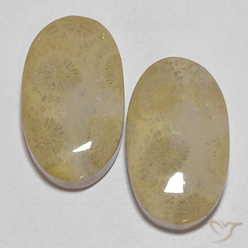 26.68ctw Natürlicher Mehrfarbig Korallen-Fossil, Oval, Lichtundurchlässig