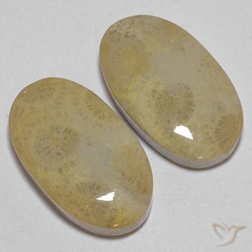 26.68 ct natürliche Mehrfarbig Korallen-Fossil-Edelsteine, Oval, Lichtundurchlässig