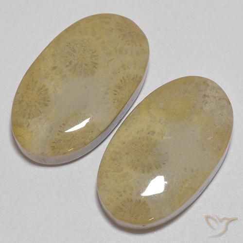 26.68 ct natürliche Mehrfarbig Korallen-Fossil-Edelsteine, Oval, Lichtundurchlässig