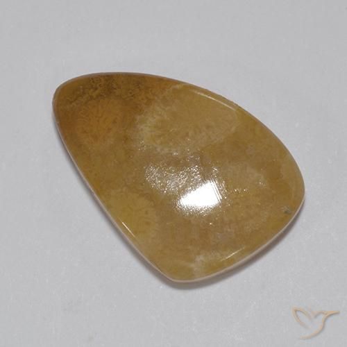 8.15ct Natürlicher Mehrfarbig Korallen-Fossil, Fantasie, Lichtundurchlässig