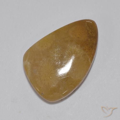 9,17 ctw natürlicher Mehrfarbig Korallen-Fossil, Fantasie, Lichtundurchlässig