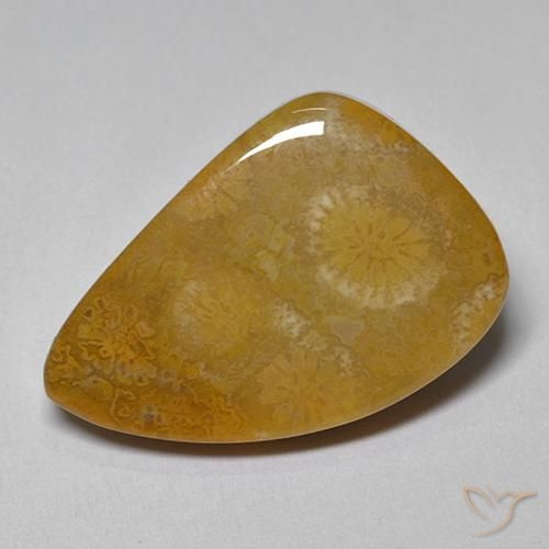 9.42ct Natürlicher Mehrfarbig Korallen-Fossil, Fantasie, Lichtundurchlässig