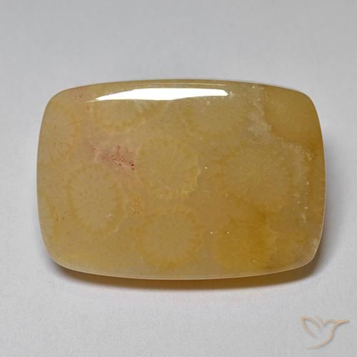 16.47ct Natürlicher Mehrfarbig Korallen-Fossil, Kissen, Lichtundurchlässig