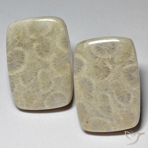 29.07 ct natürliche Mehrfarbig Korallen-Fossil-Edelsteine, Kissen, Lichtundurchlässig