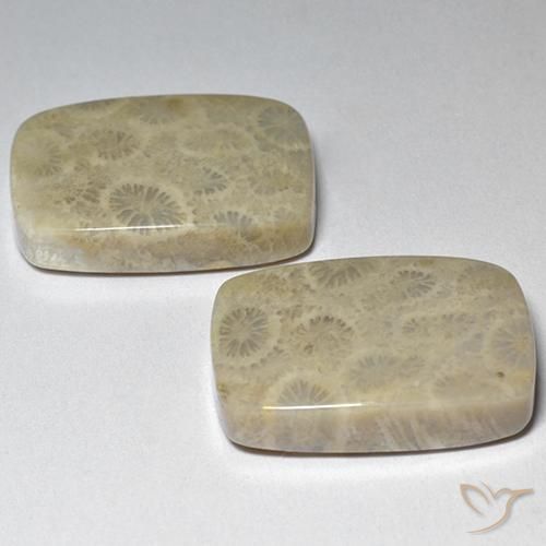 29.07 ct natürliche Mehrfarbig Korallen-Fossil-Edelsteine, Kissen, Lichtundurchlässig