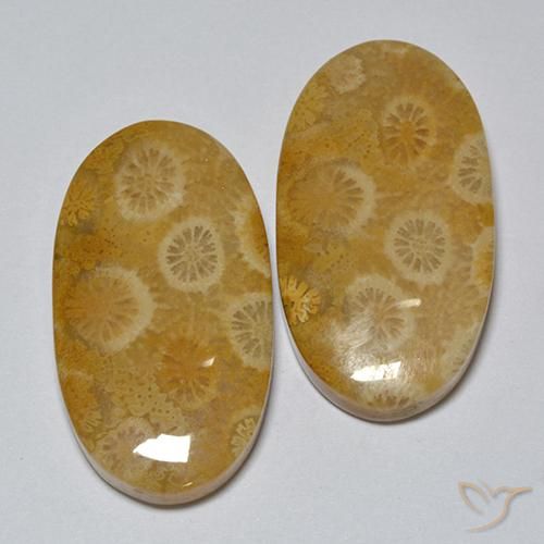 31.80ctw Natürlicher Mehrfarbig Korallen-Fossil, Oval, Lichtundurchlässig