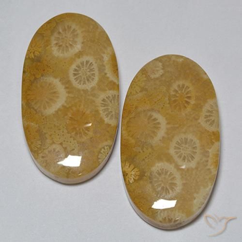 31.80 ct natürliche Mehrfarbig Korallen-Fossil-Edelsteine, Oval, Lichtundurchlässig