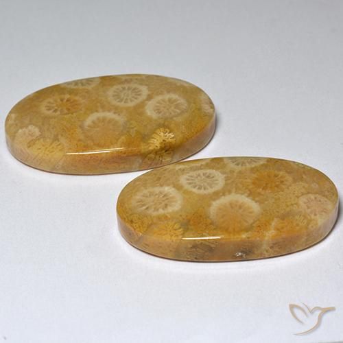 31.80 ct natürliche Mehrfarbig Korallen-Fossil-Edelsteine, Oval, Lichtundurchlässig
