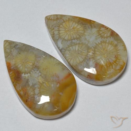 16.21 ct natürliche Mehrfarbig Korallen-Fossil-Edelsteine, Birnenform, Lichtundurchlässig