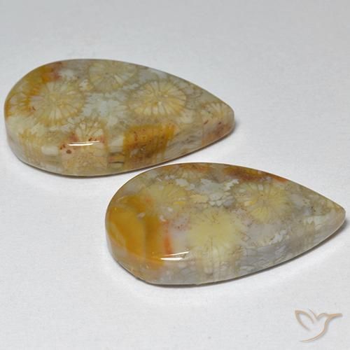 16.21 ct natürliche Mehrfarbig Korallen-Fossil-Edelsteine, Birnenform, Lichtundurchlässig