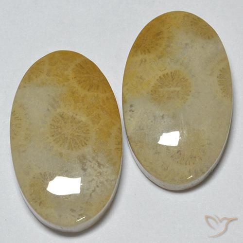 29.14ctw Natürlicher Mehrfarbig Korallen-Fossil, Oval, Lichtundurchlässig