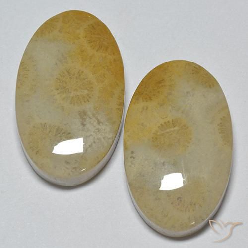 29.14 ct natürliche Mehrfarbig Korallen-Fossil-Edelsteine, Oval, Lichtundurchlässig