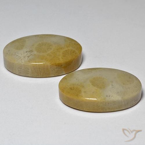 29.14 ct natürliche Mehrfarbig Korallen-Fossil-Edelsteine, Oval, Lichtundurchlässig