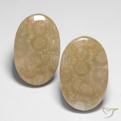 28.25ctw Natürlicher Mehrfarbig Korallen-Fossil, Oval, Lichtundurchlässig