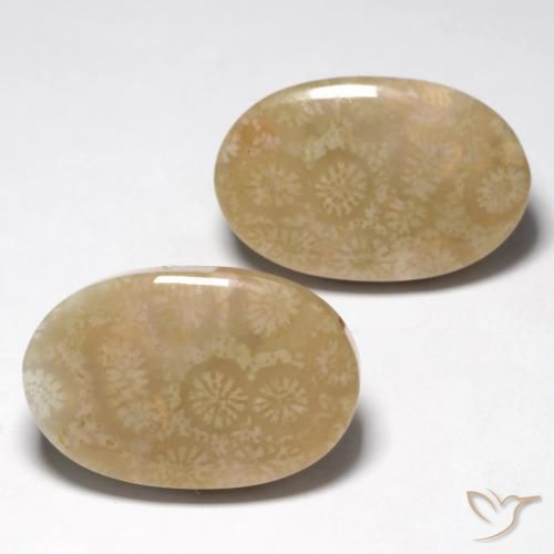 28.25 ct natürliche Mehrfarbig Korallen-Fossil-Edelsteine, Oval, Lichtundurchlässig