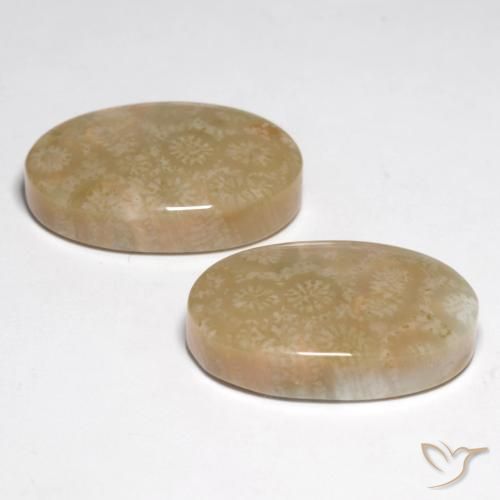 28.25 ct natürliche Mehrfarbig Korallen-Fossil-Edelsteine, Oval, Lichtundurchlässig