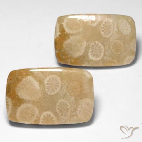 29.92 ct natürliche Mehrfarbig Korallen-Fossil-Edelsteine, Kissen, Lichtundurchlässig