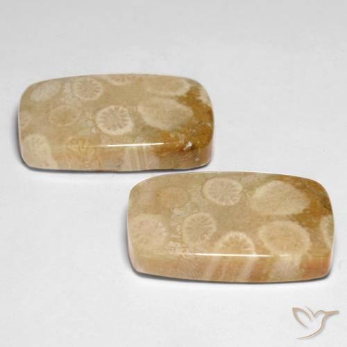 29.92 ct natürliche Mehrfarbig Korallen-Fossil-Edelsteine, Kissen, Lichtundurchlässig