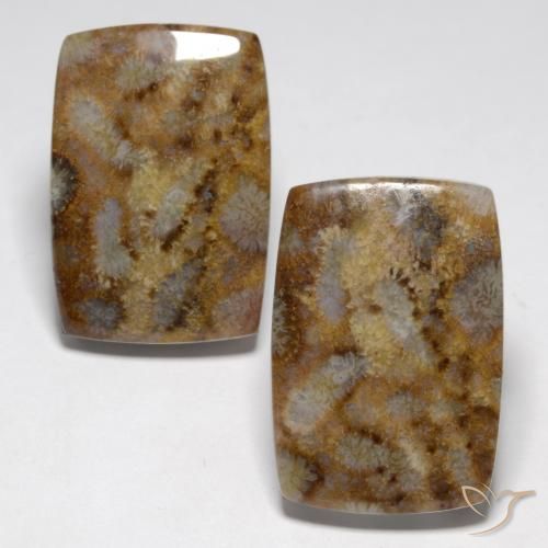 27.29 ct natürliche Mehrfarbig Korallen-Fossil-Edelsteine, Kissen, Lichtundurchlässig