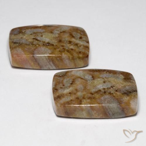 27.29 ct natürliche Mehrfarbig Korallen-Fossil-Edelsteine, Kissen, Lichtundurchlässig