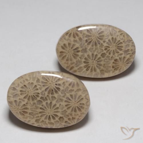 23.02 ct natürliche Mehrfarbig Korallen-Fossil-Edelsteine, Oval, Lichtundurchlässig