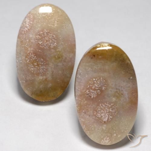 23.48ctw Natürlicher Mehrfarbig Korallen-Fossil, Oval, Lichtundurchlässig