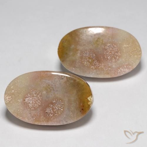 23.48 ct natürliche Mehrfarbig Korallen-Fossil-Edelsteine, Oval, Lichtundurchlässig