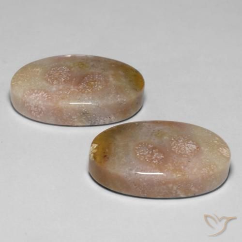 23.48 ct natürliche Mehrfarbig Korallen-Fossil-Edelsteine, Oval, Lichtundurchlässig