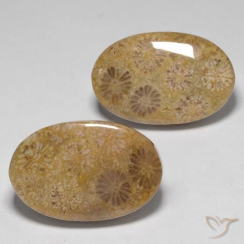 23.14ctw Natürlicher Mehrfarbig Korallen-Fossil, Oval, Lichtundurchlässig