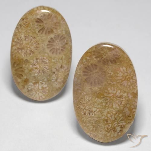 23.14 ct natürliche Mehrfarbig Korallen-Fossil-Edelsteine, Oval, Lichtundurchlässig