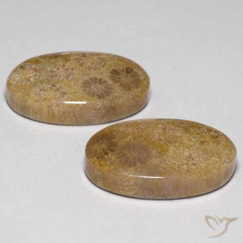 23.14 ct natürliche Mehrfarbig Korallen-Fossil-Edelsteine, Oval, Lichtundurchlässig
