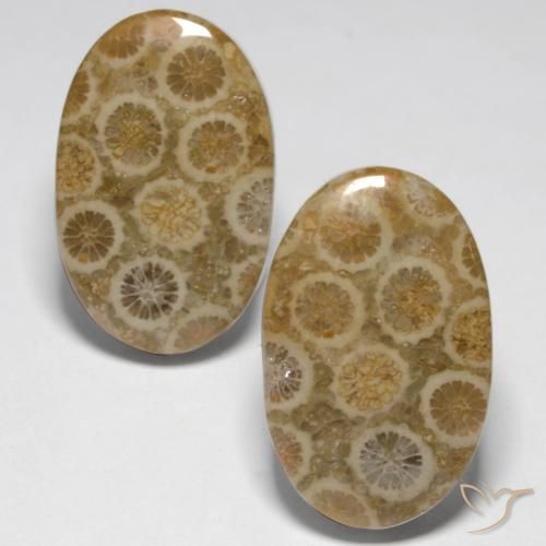 23.45ctw Natürlicher Mehrfarbig Korallen-Fossil, Oval, Lichtundurchlässig