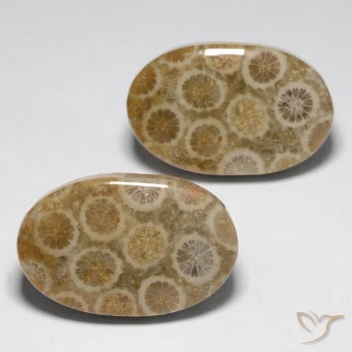23.45 ct natürliche Mehrfarbig Korallen-Fossil-Edelsteine, Oval, Lichtundurchlässig