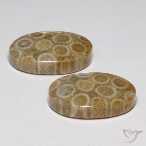 23.45 ct natürliche Mehrfarbig Korallen-Fossil-Edelsteine, Oval, Lichtundurchlässig
