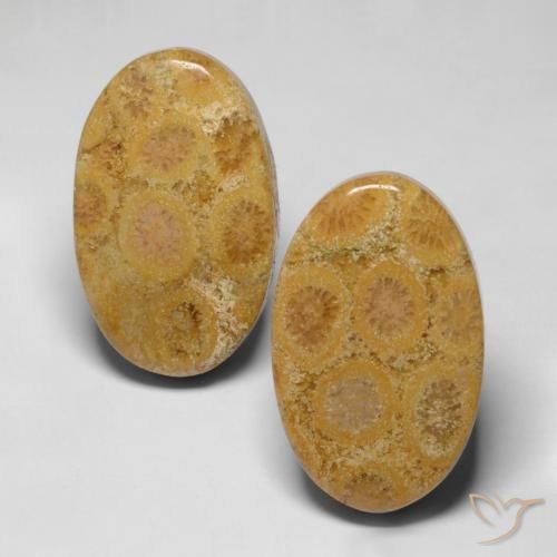 28.19ctw Natürlicher Mehrfarbig Korallen-Fossil, Oval, Lichtundurchlässig