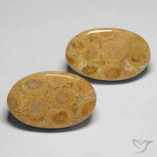28.19 ct natürliche Mehrfarbig Korallen-Fossil-Edelsteine, Oval, Lichtundurchlässig
