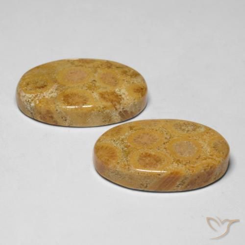 28.19 ct natürliche Mehrfarbig Korallen-Fossil-Edelsteine, Oval, Lichtundurchlässig