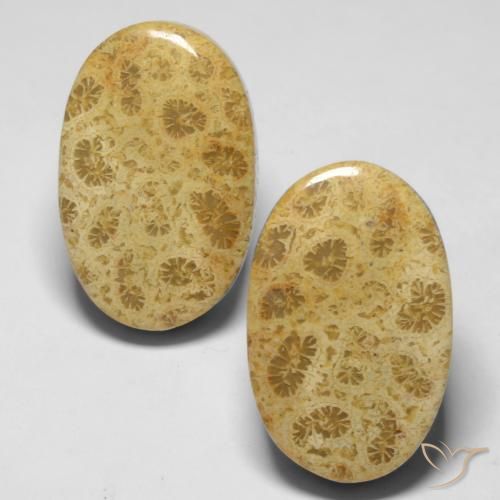 27.37ctw Natürlicher Mehrfarbig Korallen-Fossil, Oval, Lichtundurchlässig