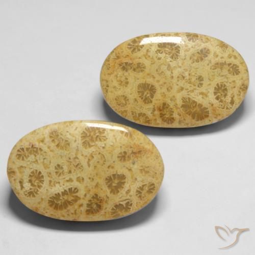 27.37 ct natürliche Mehrfarbig Korallen-Fossil-Edelsteine, Oval, Lichtundurchlässig