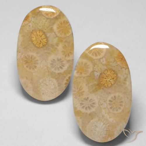 29.05ctw Natürlicher Mehrfarbig Korallen-Fossil, Oval, Lichtundurchlässig