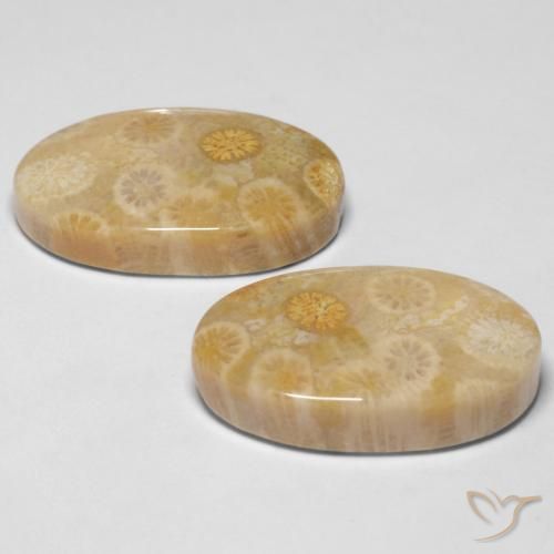 29.05 ct natürliche Mehrfarbig Korallen-Fossil-Edelsteine, Oval, Lichtundurchlässig