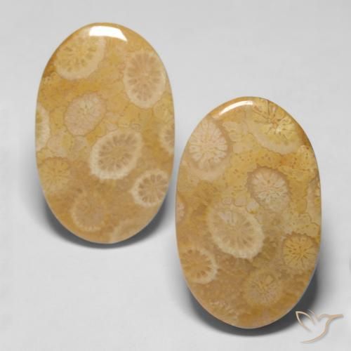 20.47ctw Natürlicher Mehrfarbig Korallen-Fossil, Oval, Lichtundurchlässig